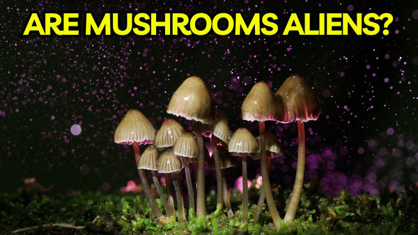 Are Mushrooms Aliens?