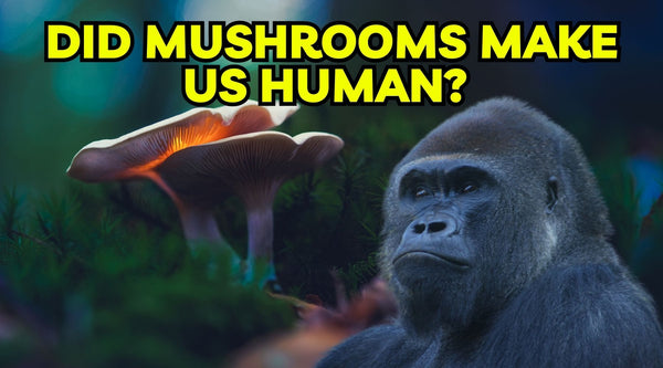 Did Mushrooms Make Us Human?