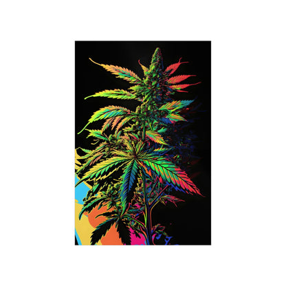 Colorful Chronic